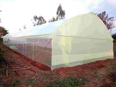 Greenhouse Farming in Kenya: How to Start, Crops, Construction Profits, and Subsidy