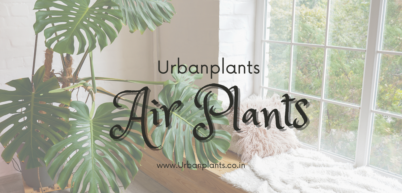Air purifier plants gift