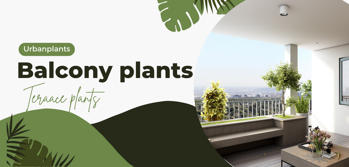 Balcony-Terrace-Garden-Urban-Plants