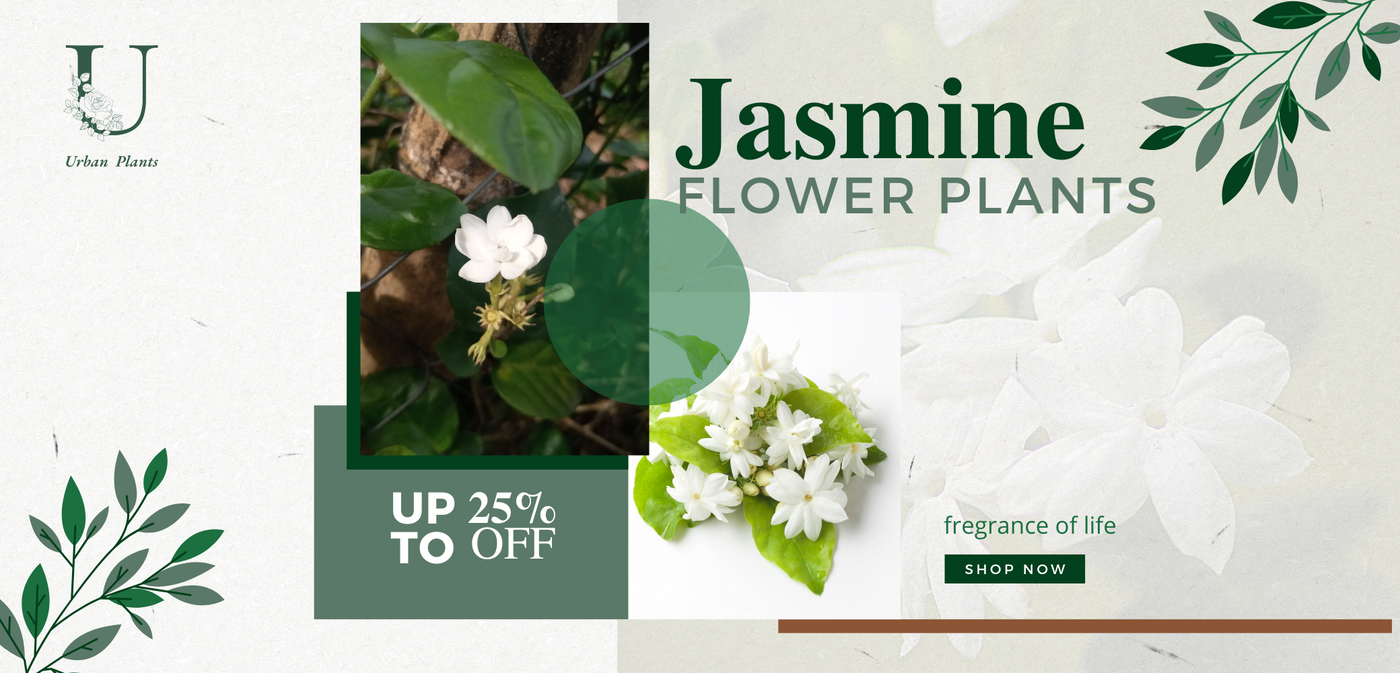 Jasmine-Flower-Plants-Urban-Plants