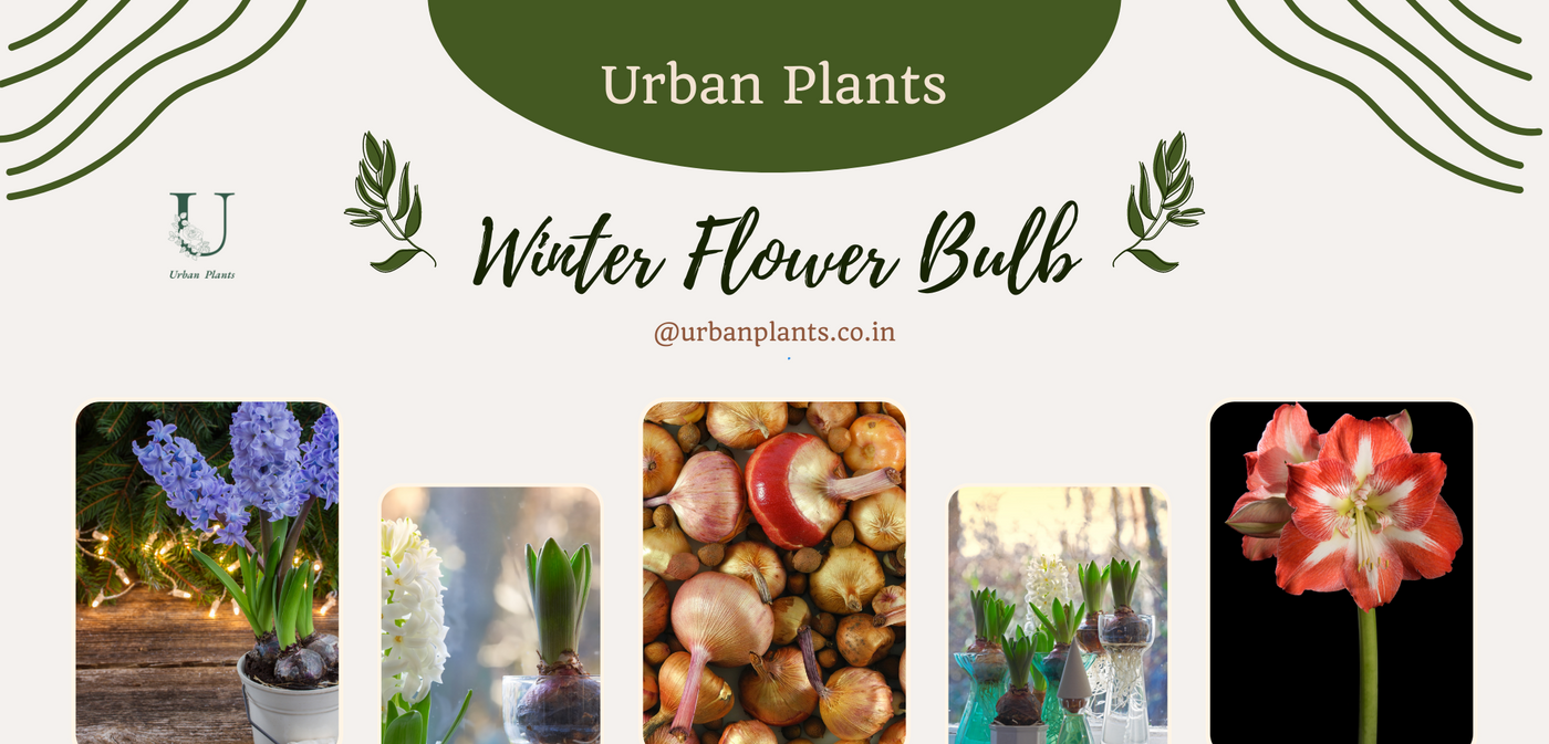 winter-flower-bulbs-Urban-Plants