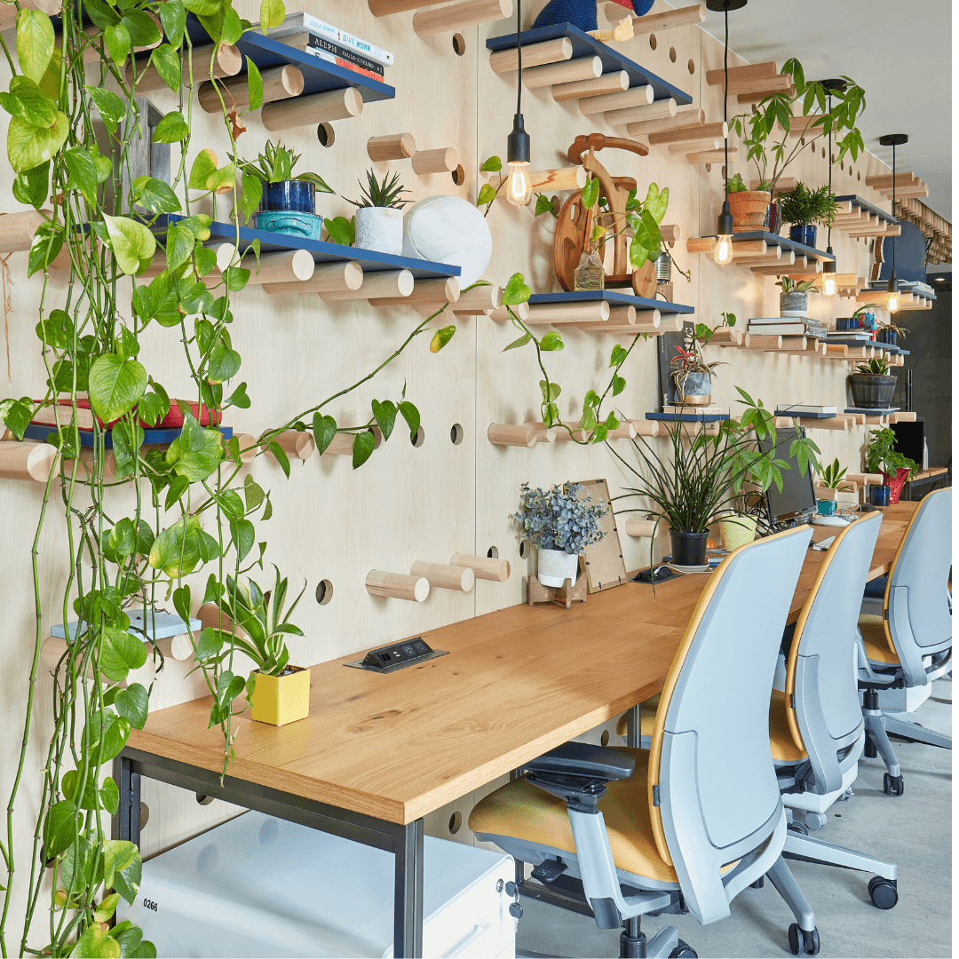 Plants  For Office Desk - Urban Plants™