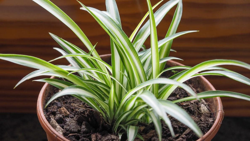 2000mrGarden Live Plant Spider Plant Buy Spider Plant Online, Live Plant