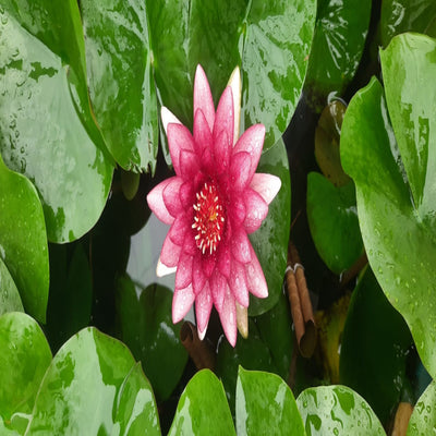 Urban-Plants-Almost-Black-Waterlily