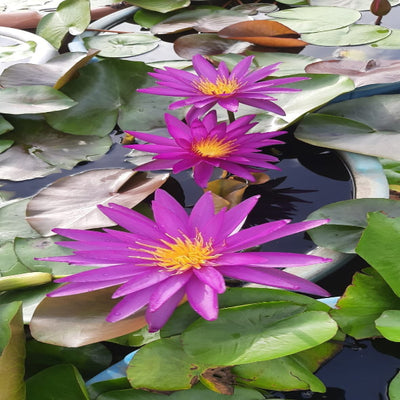 Urban-Plants-Detective-Erica-HXT-Waterlily