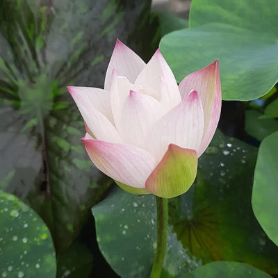 Urban-Plants-Kanchi-Lotus