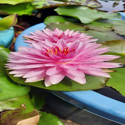 Urban-Plants-Mahasombut-Waterlily