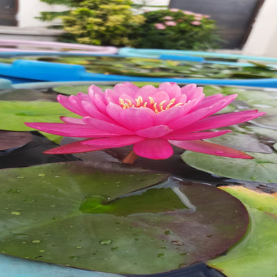 Urban-Plants-Miss-Siam-waterlily