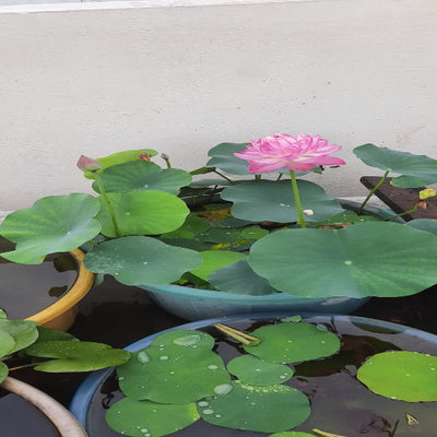 Urban-Plants-Pink-Amiry-Peony-Lotus