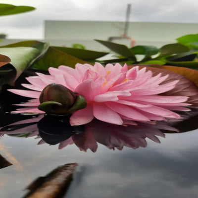 Urban-Plants-Pink-Pom-Pom-Waterlily