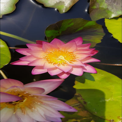 Urban-Plants-Tropical-Sunset-Waterlily