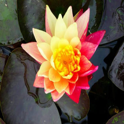 Urban-Plants-Wanvisa-Waterlily