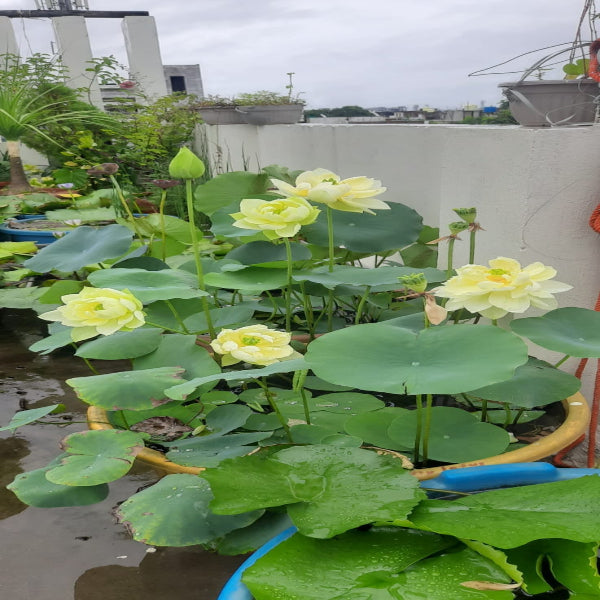 Urban-Plants-Yellow-Peony-lotus-Tuber