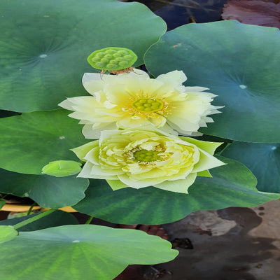 Urban-Plants-Yellow-Peony-lotus