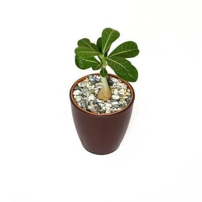 Bloomspace Plant Adenium Flower Plant