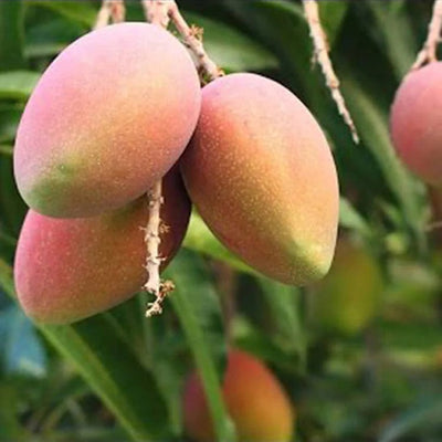 Partner Nursery fruit plant Amrapali Mango Plant Amrapali Mango Plant-Urban Plants