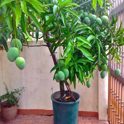 Partner Nursery fruit plant Amrapali Mango Plant Amrapali Mango Plant-Urban Plants