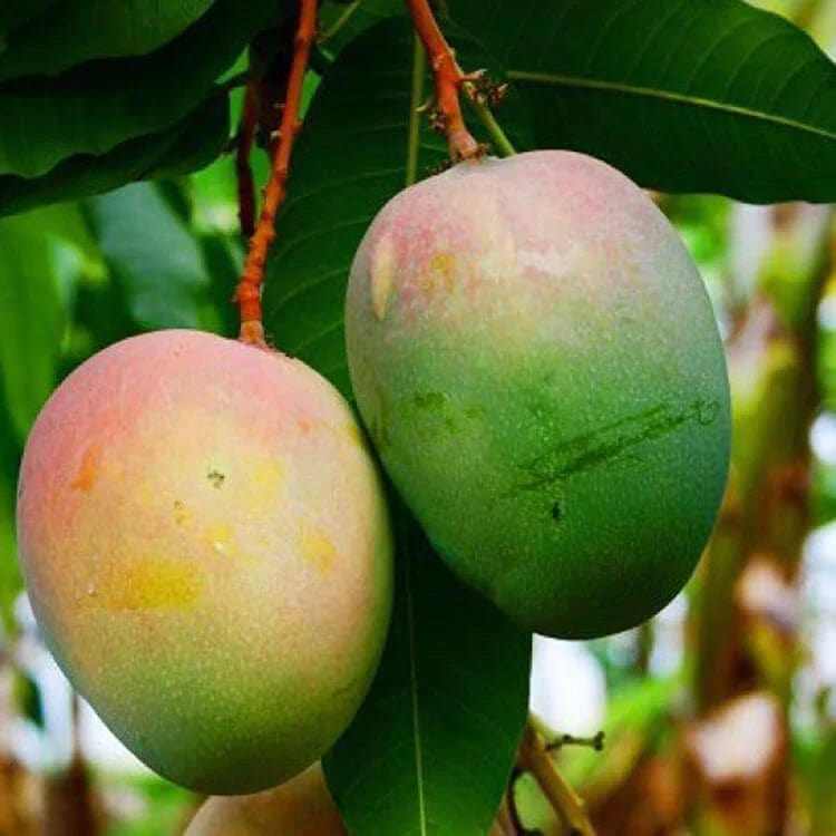 Partner Nursery fruit plant Amrapali Mango Plant Amrapali Mango Plant-Urban Plants