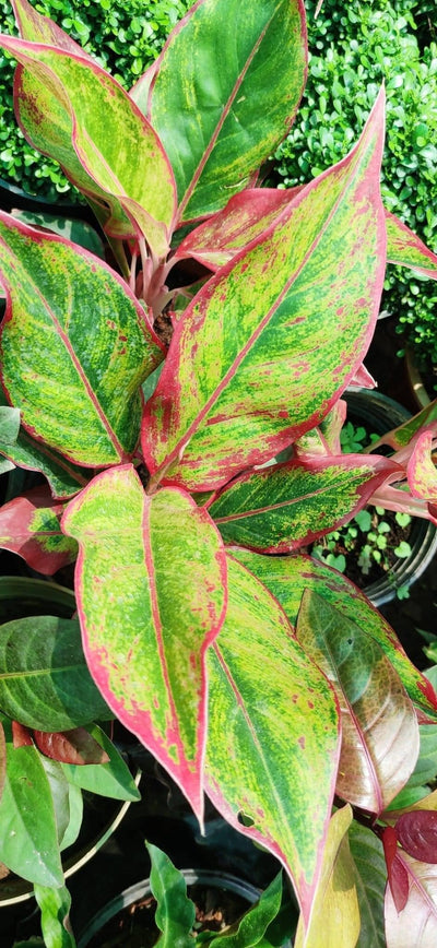 Prayas Nursery PLANT Aglaonema lipstick