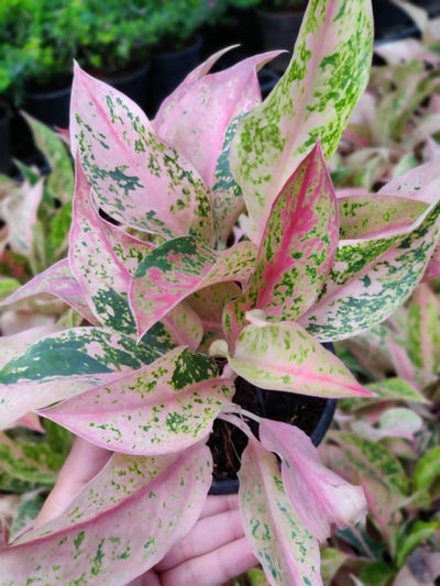 Prayas Nursery PLANT Aglaonema Pink star