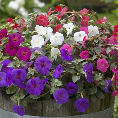 sovi Buy Achimense Mix Flower Bulbs Buy Achimenes Mix Flower Bulbs