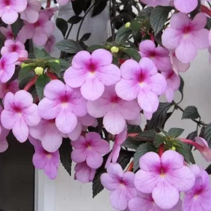 sovi Buy Achimense Mix Flower Bulbs Buy Achimenes Mix Flower Bulbs