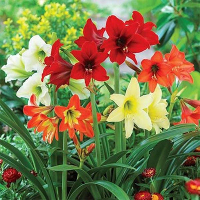 sovi Buy Amaryllis Mix Flower Bulbs