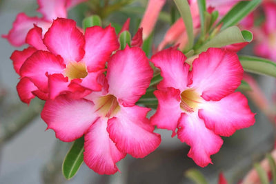 THE ALAMGIR NURSERY PLANT Pink Adenium plant Buy Pink Adenium plant