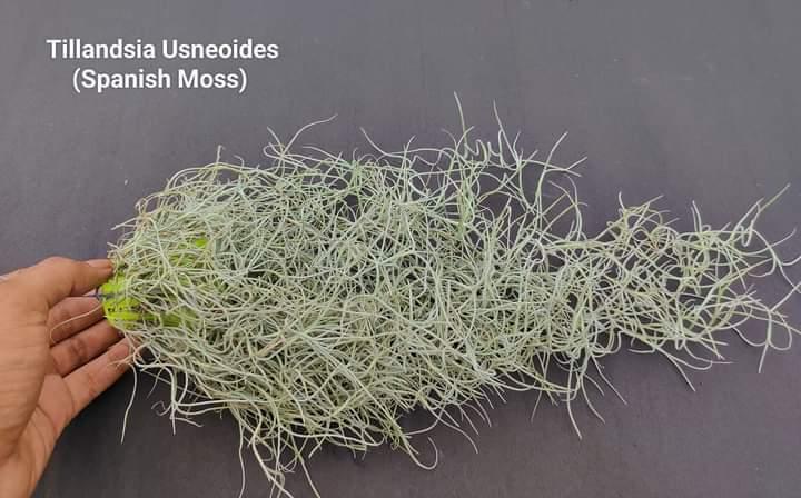 Urban Plants Air Plants Air plant/ sky plant -Spanish Moss Small Bunch