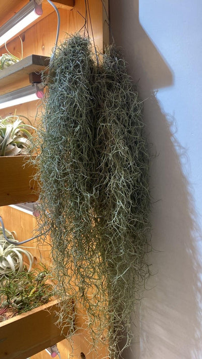 Urban Plants Air Plants Air plant/ sky plant -Spanish Moss Small Bunch