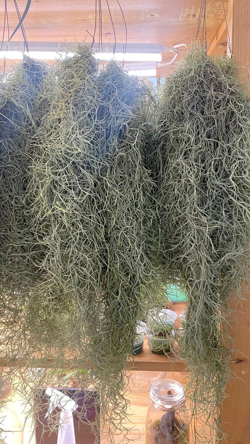 Urban Plants Air Plants Air plant/ sky plant -Spanish Moss Small Bunch