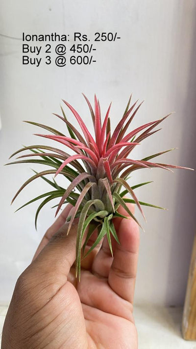 Urban Plants™ Air Plants Ionantha Ionantha-Urban Plants