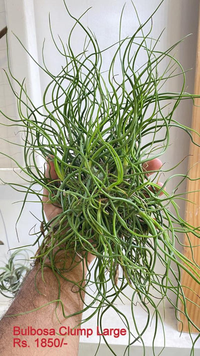 Urban Plants™ Air Plants per plant Bulbosa clump Large Bulbosa clump Large-Urban Plants