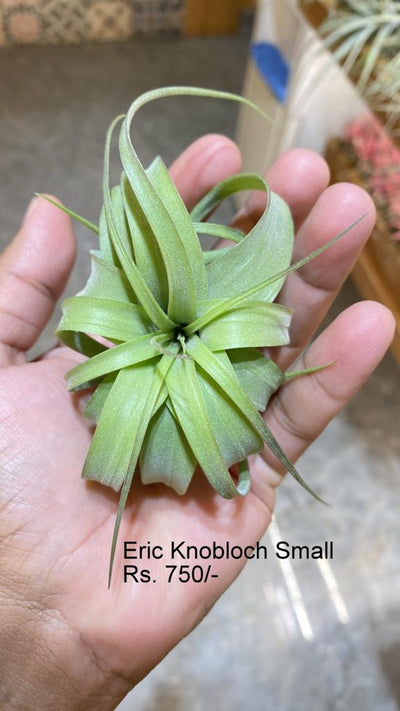 Urban Plants™ Air Plants per plant Eric Knobloch small Eric Knobloch small-Urban Plants