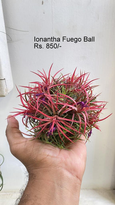 Urban Plants™ Air Plants per plant Ionantha fuego ball Ionantha fuego ball-Urban Plants