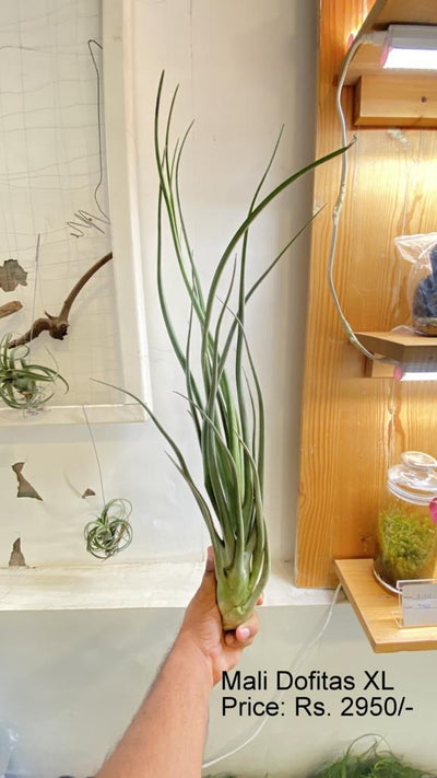 Urban Plants™ Air Plants per plant Mali dofitas Mali dofitas-Urban Plants