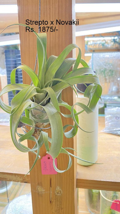 Urban Plants™ Air Plants per plant Strepto x Novakii Air plants Strepto x Novakii Air plants-Urban Plants