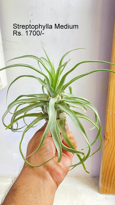 Urban Plants™ Air Plants per plant Streptophylla medium Streptophylla medium-Urban Plants
