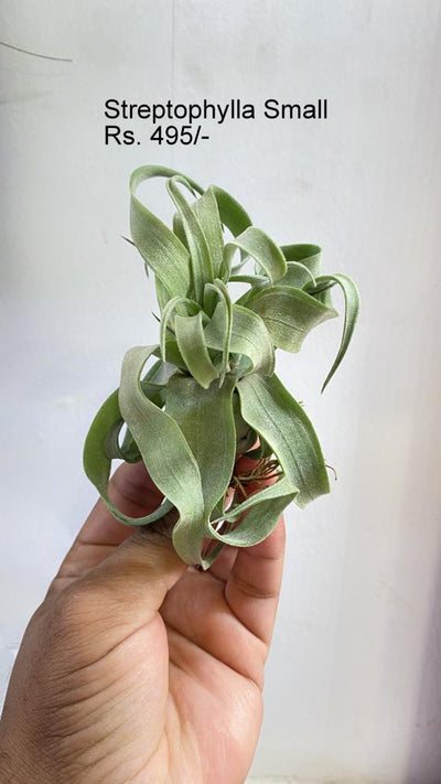 Urban Plants™ Air Plants per plant Streptophylla small Streptophylla small-Urban Plants