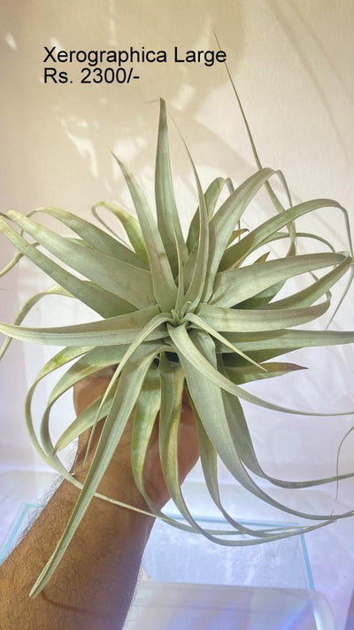 Urban Plants™ Air Plants per plant Xerographica Large Xerographica Large-Urban Plants