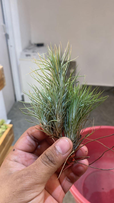 Urban Plants Air plants/ sky plants - Combo of 3 Tillandsia Funckiana