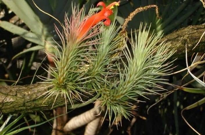 Urban Plants Air plants/ sky plants - Combo of 3 Tillandsia Funckiana