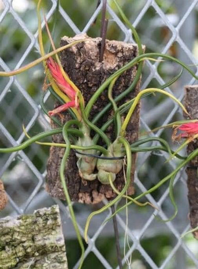 Urban Plants Air plants/ Sky plants - Thillandsia Bulbosa