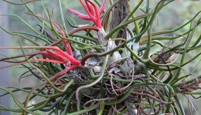 Urban Plants Air plants/ Sky plants - Thillandsia Bulbosa