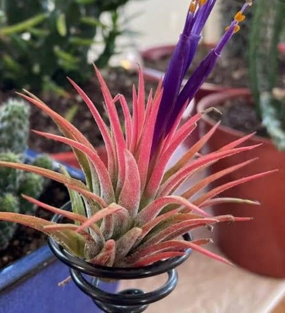 Urban Plants Air plants/sky plants - Thillandsia ionantha &