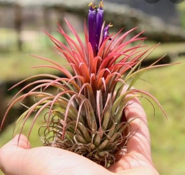 Urban Plants Air plants/sky plants - Thillandsia ionantha &