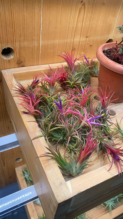 Urban Plants Air plants/sky plants - Thillandsia ionantha 'Rubra'