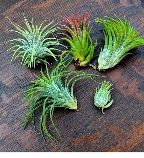 Urban Plants Air plants/sky plants - Thillandsia ionantha &