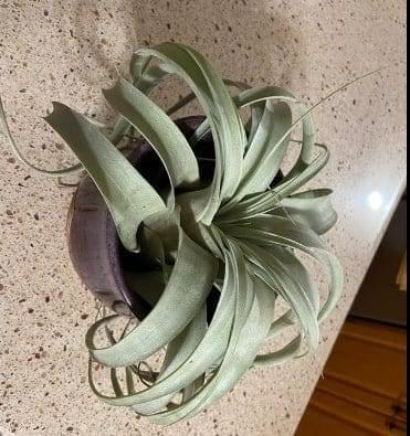 Urban Plants Air plants/ sky plants - Thillandsia streptophylla