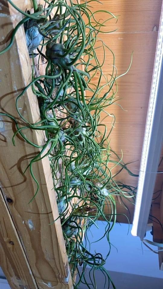 Urban Plants Air plants/ sky plants - Tillandsia Bulbosa Giant